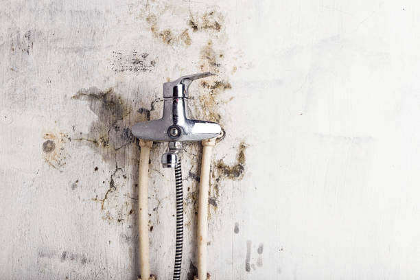 Best Localized Mold Remediation (e.g., coastal areas, humid climates) in Woodstock, VA