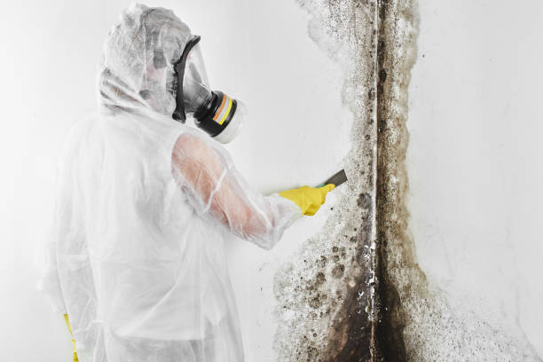 Woodstock, VA Mold Remediation Company