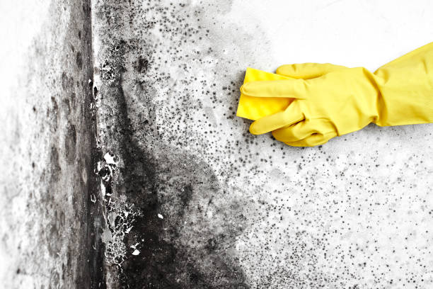 Best Black Mold Remediation in Woodstock, VA