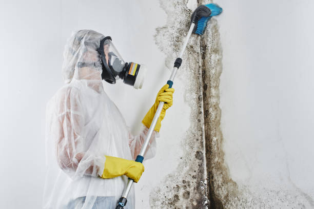 Best Basement Mold Remediation in Woodstock, VA