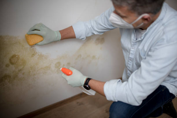 Best Commercial Mold Remediation in Woodstock, VA