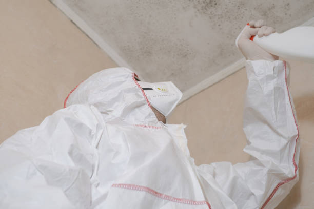 Best Attic Mold Remediation in Woodstock, VA