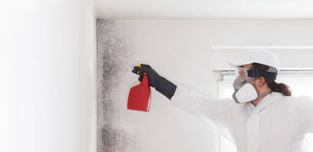 Best White Mold Remediation in Woodstock, VA