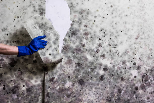 Best Residential Mold Remediation in Woodstock, VA