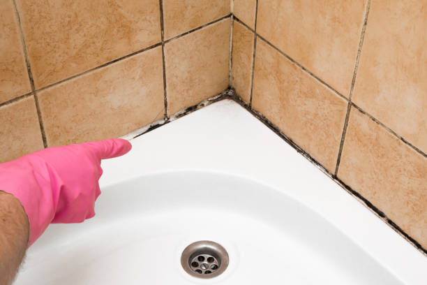 Best Health and Safety Mold Remediation in Woodstock, VA